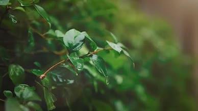 唯美小清新雨水树叶水滴视频的预览图